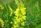 Еліксир для легень (30 мл)